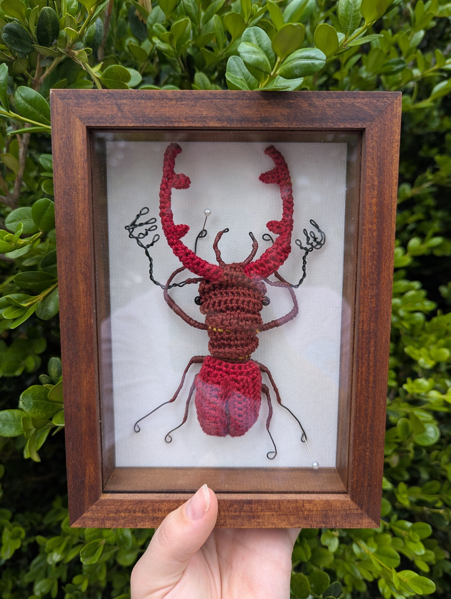 Stag beetle